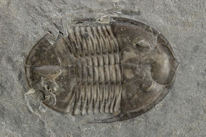 Isoteloides Flexus Trilobite - Fillmore Formation, Utah #226177